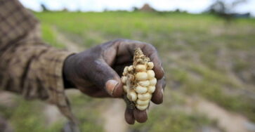 lutte contre la famine