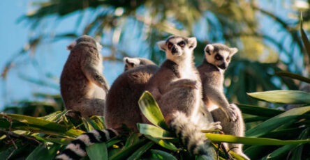 Traditional beliefs in Madagascar