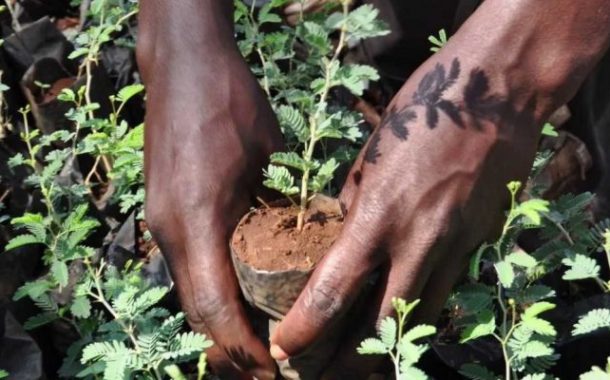 Reforestation for sustainable development