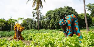 Technology transforms agriculture in Africa